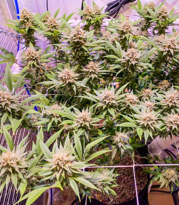 Семена сорта Mandarin Thuggee fem (AlphaFem Seeds) — изображение 5