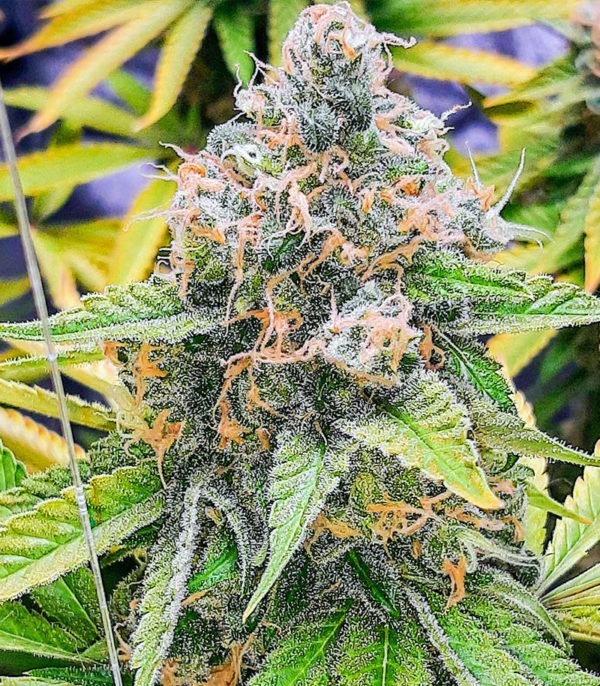 Семена сорта Mandarin Thuggee fem (AlphaFem Seeds) — изображение 3