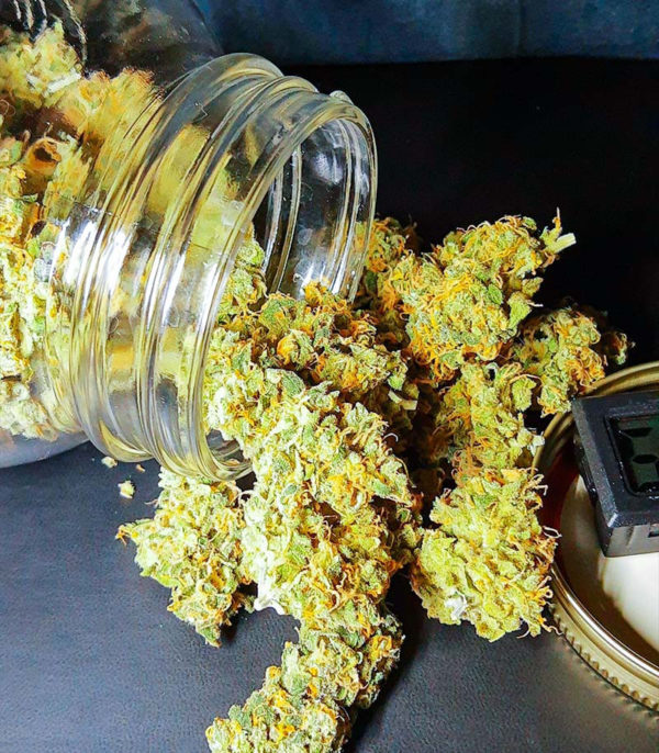 Семена сорта Mandarin Thuggee fem (AlphaFem Seeds) — изображение 7