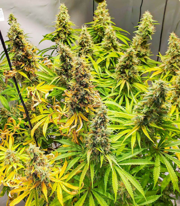 Семена сорта Mandarin Thuggee fem (AlphaFem Seeds) — изображение 6