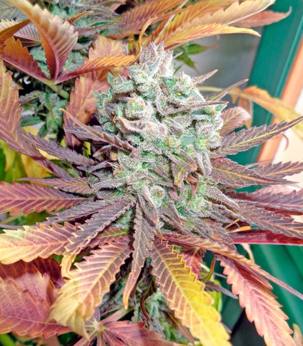 Семена сорта Money Maker fem (Strain Hunters) — изображение 5