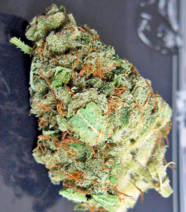 Семена сорта Money Maker fem (Strain Hunters) — изображение 4