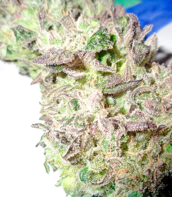 Семена сорта Money Maker fem (Strain Hunters) — изображение 3
