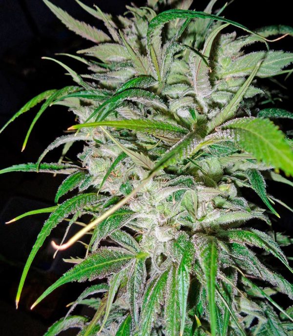 Семена сорта Money Maker fem (Strain Hunters) — изображение 2