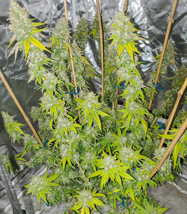 Семена сорта Sith OG fem (AlphaFem Seeds) — изображение 6