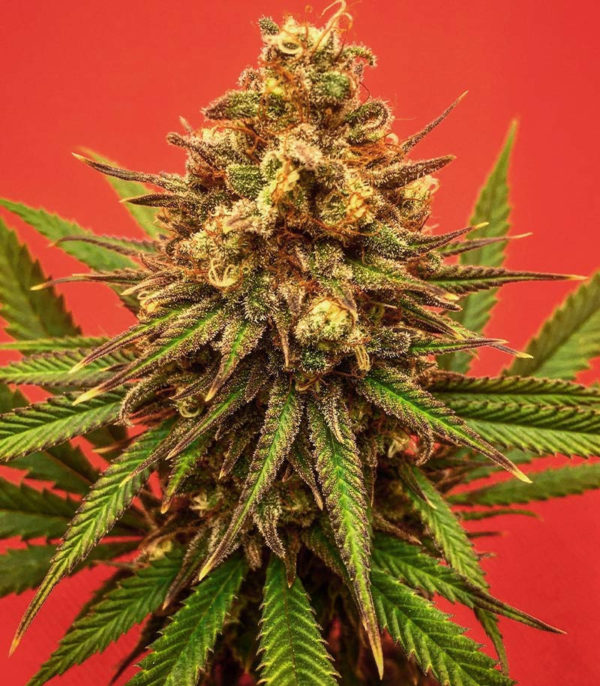 Семена сорта Sith OG fem (AlphaFem Seeds) — изображение 5