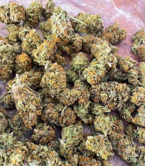 Семена сорта Sith OG fem (AlphaFem Seeds) — изображение 3