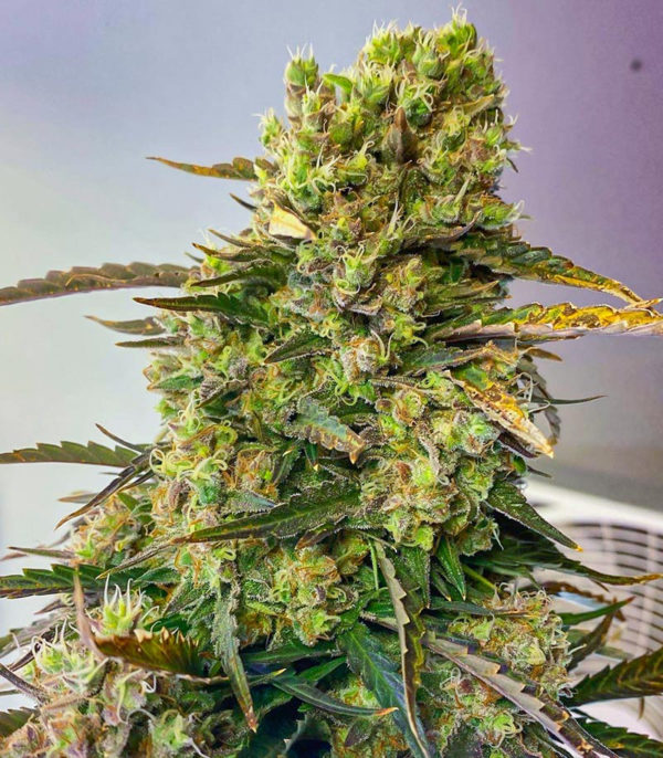 Семена сорта Sith OG fem (AlphaFem Seeds) — изображение 4