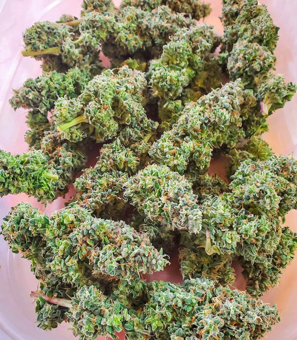 Семена сорта Sith OG fem (AlphaFem Seeds) — изображение 2