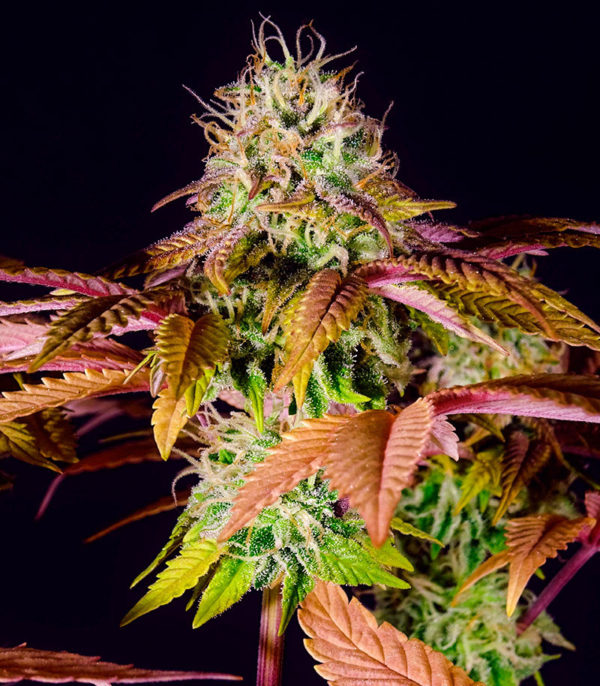 Семена сорта Skunk Amsterdam fem (Amsterdam Seeds) — изображение 10