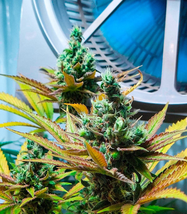 Семена сорта Skunk Amsterdam fem (Amsterdam Seeds) — изображение 5