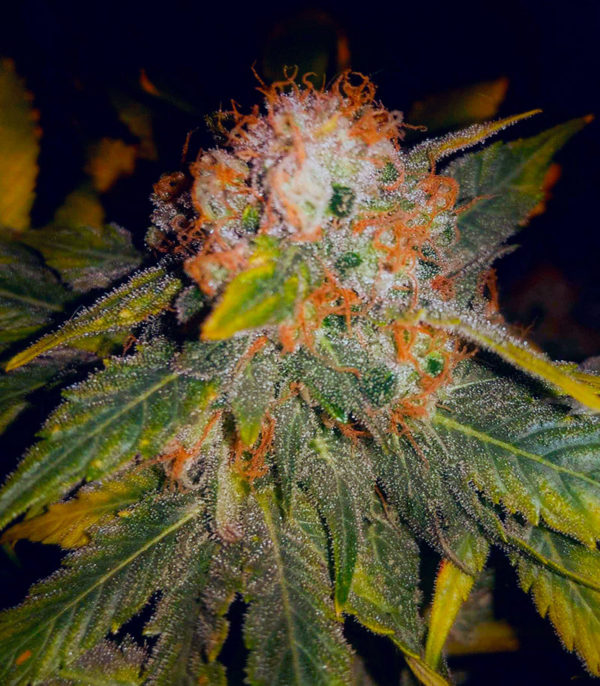 Семена сорта Skunk Amsterdam fem (Amsterdam Seeds) — изображение 9