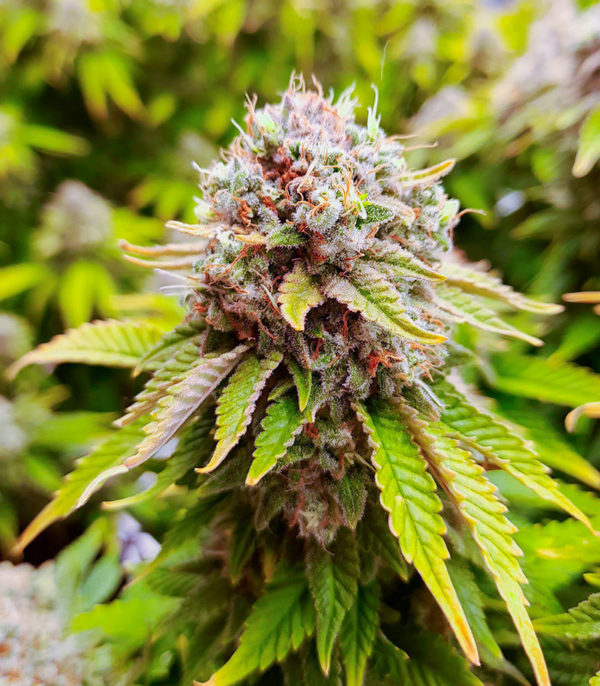 Семена сорта Skunk Amsterdam fem (Amsterdam Seeds) — изображение 7