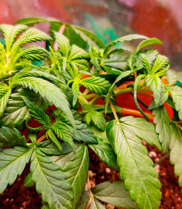 Семена сорта Skunk Amsterdam fem (Amsterdam Seeds) — изображение 6