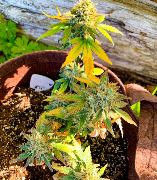 Семена сорта Snow Star Auto fem (Amsterdam Seeds) — изображение 4