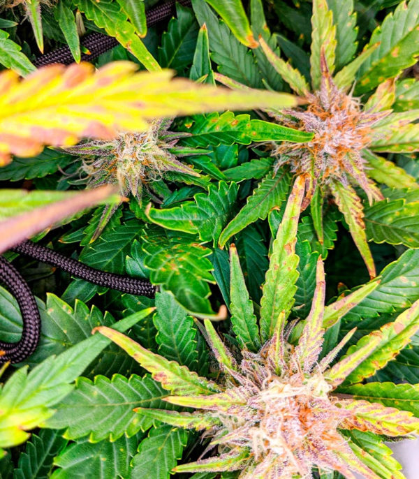 Семена сорта Snow Star Auto fem (Amsterdam Seeds) — изображение 5