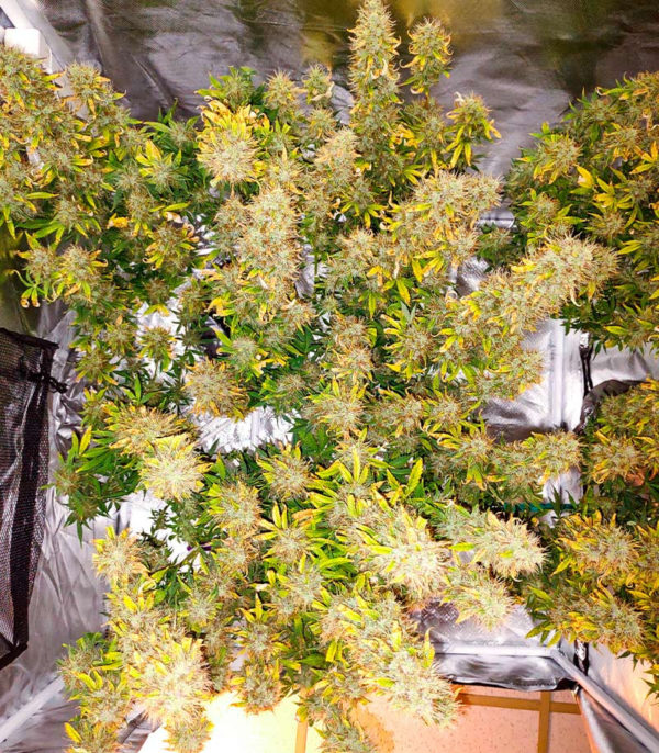Семена сорта Snow Star Auto fem (Amsterdam Seeds) — изображение 12