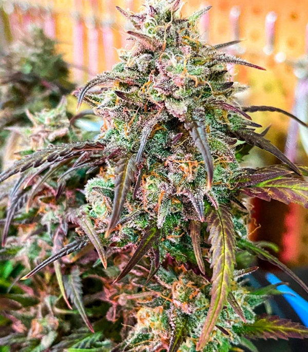 Семена сорта Snow Star Auto fem (Amsterdam Seeds) — изображение 11