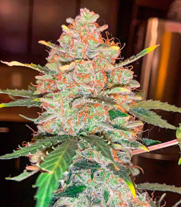Семена сорта Snow Star Auto fem (Amsterdam Seeds) — изображение 10