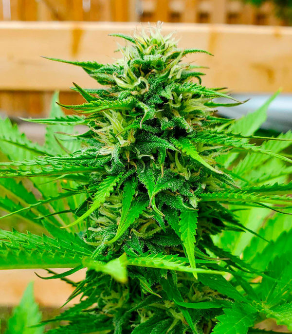 Семена сорта Snow Star Auto fem (Amsterdam Seeds) — изображение 6