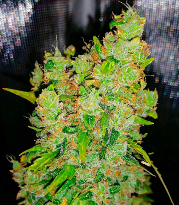 Семена сорта Snow Star Auto fem (Amsterdam Seeds) — изображение 7