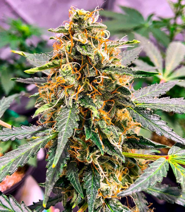 Семена сорта Snow Star Auto fem (Amsterdam Seeds) — изображение 8