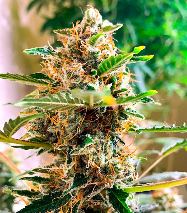 Семена сорта Snow Star Auto fem (Amsterdam Seeds) — изображение 9