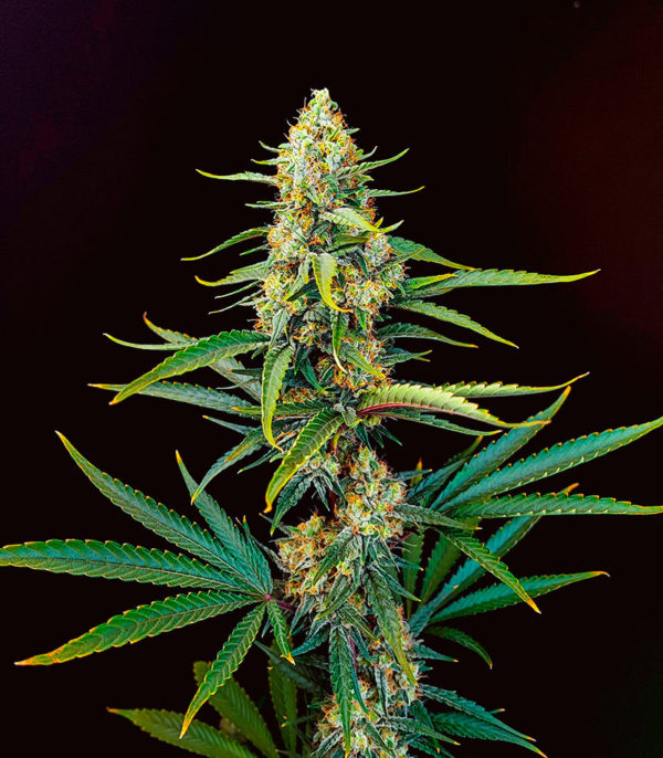 Семена сорта Snow White Amsterdam fem (Amsterdam Seeds) — изображение 4