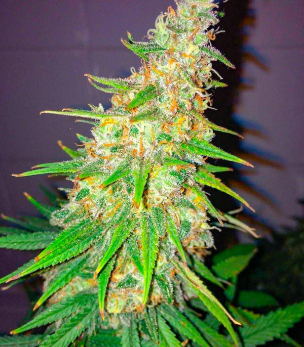 Семена сорта Snow White Amsterdam fem (Amsterdam Seeds) — изображение 9