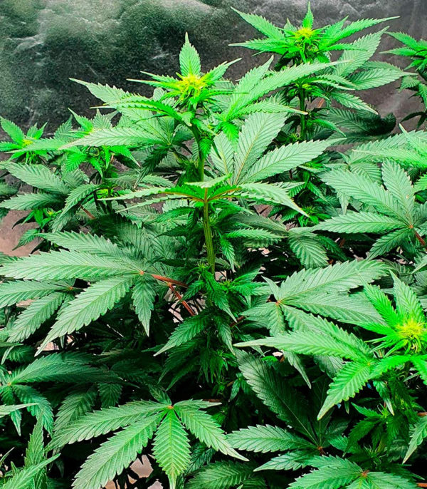 Семена сорта Snow White Amsterdam fem (Amsterdam Seeds) — изображение 8