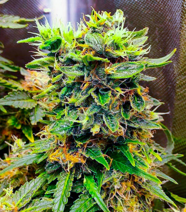 Семена сорта Snow White Amsterdam fem (Amsterdam Seeds) — изображение 7