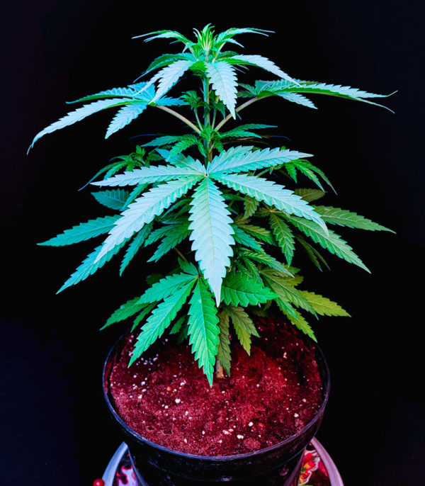 Семена сорта Snow White Amsterdam fem (Amsterdam Seeds) — изображение 6