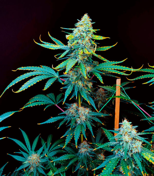 Семена сорта Snow White Amsterdam fem (Amsterdam Seeds) — изображение 5