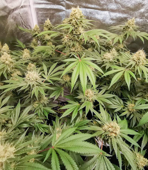 Семена сорта Vitality fem (AlphaFem Seeds) — изображение 5