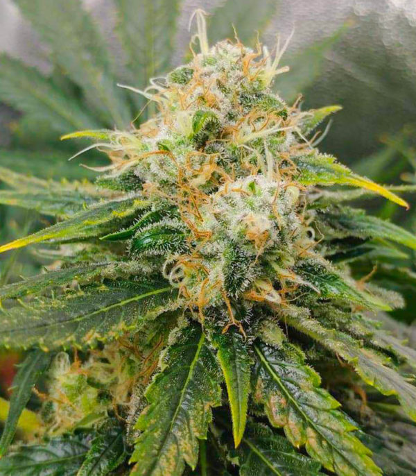 Семена сорта Vitality fem (AlphaFem Seeds) — изображение 4