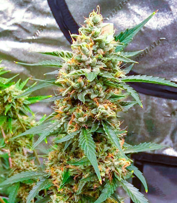 Семена сорта White Widow fem (Amsterdam Seeds) — изображение 5
