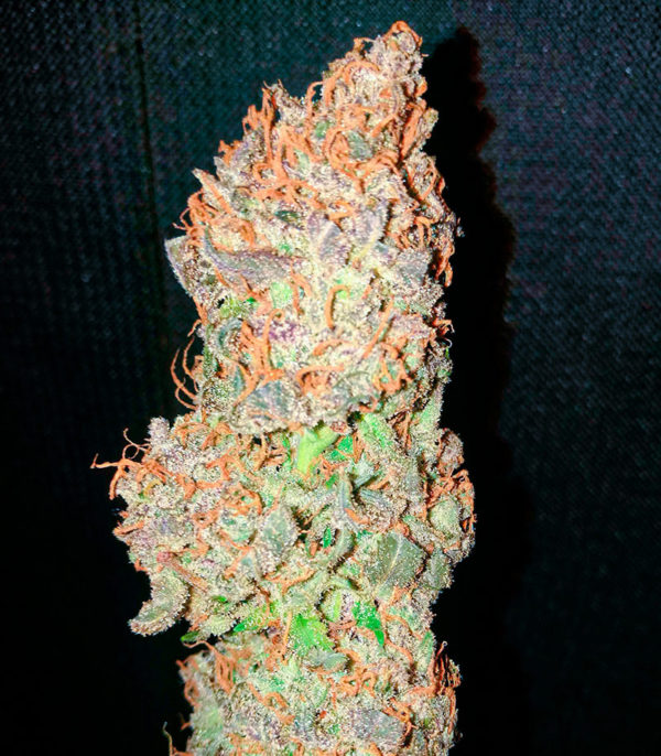 Семена сорта White Widow fem (Amsterdam Seeds) — изображение 7