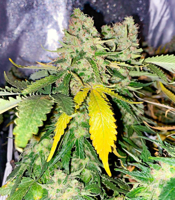 Семена сорта White Widow fem (Amsterdam Seeds) — изображение 6