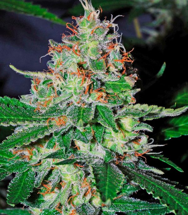 Семена сорта White Lemon fem (Strain Hunters) — изображение 7