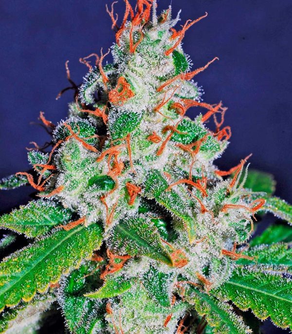 Семена сорта White Lemon fem (Strain Hunters) — изображение 6
