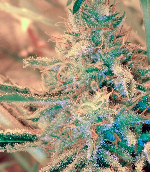 Семена сорта White Lemon fem (Strain Hunters) — изображение 8