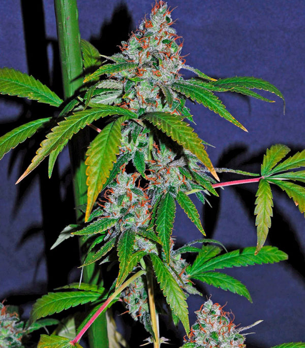 Семена сорта White Lemon fem (Strain Hunters) — изображение 4