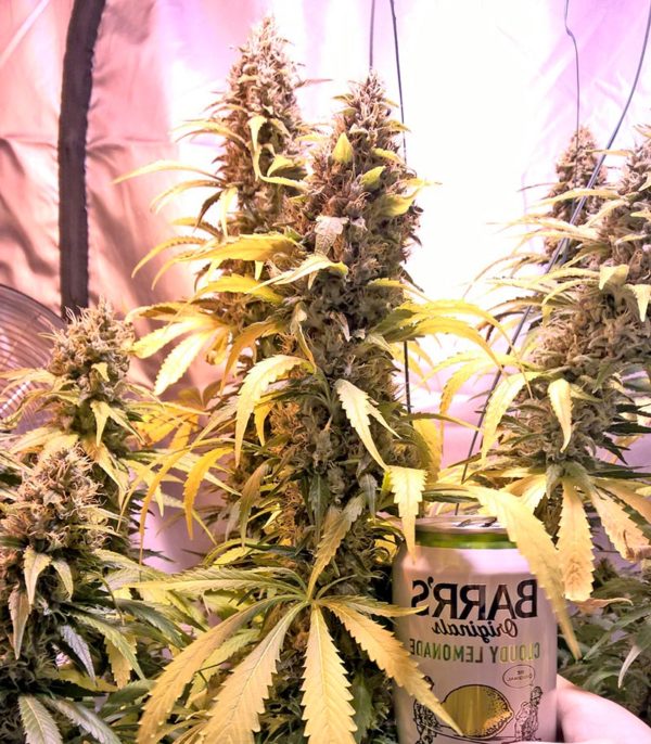 Семена сорта White Lemon fem (Strain Hunters) — изображение 5
