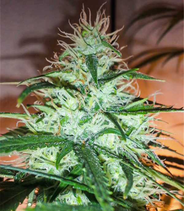 Семена сорта WiFi Kush fem (AlphaFem Seeds) — изображение 5