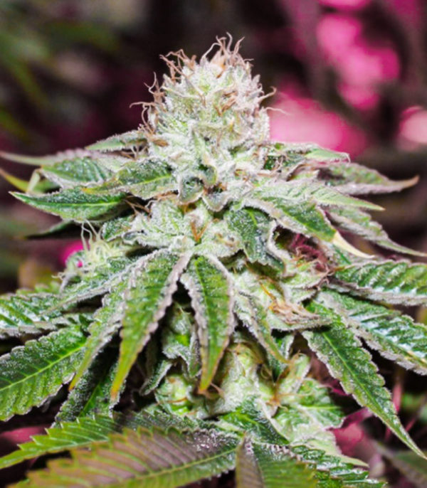 Семена сорта WiFi Kush fem (AlphaFem Seeds) — изображение 3