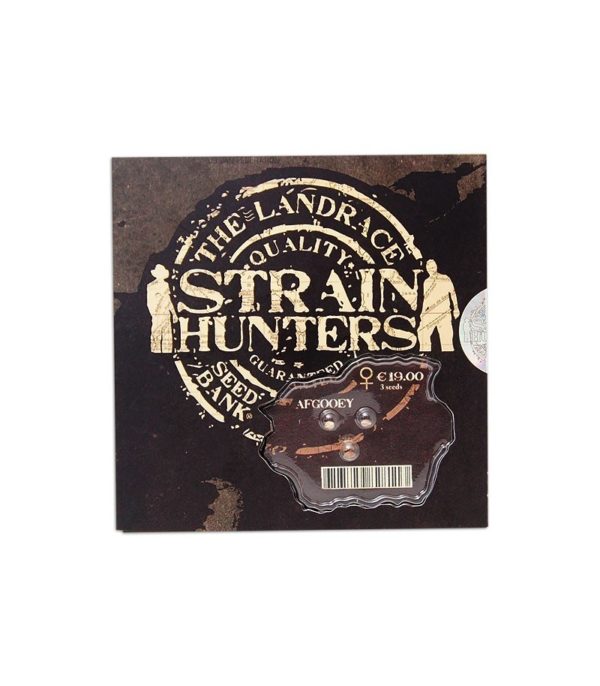 Семена сорта Afgooey fem (Strain Hunters) — изображение 2