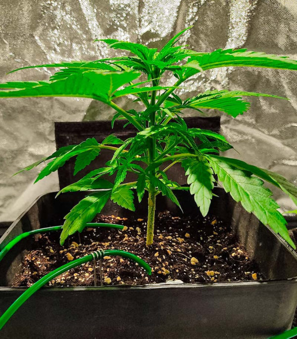 Семена сорта Auto Chocolate Kush fem (00 Seeds) — изображение 3