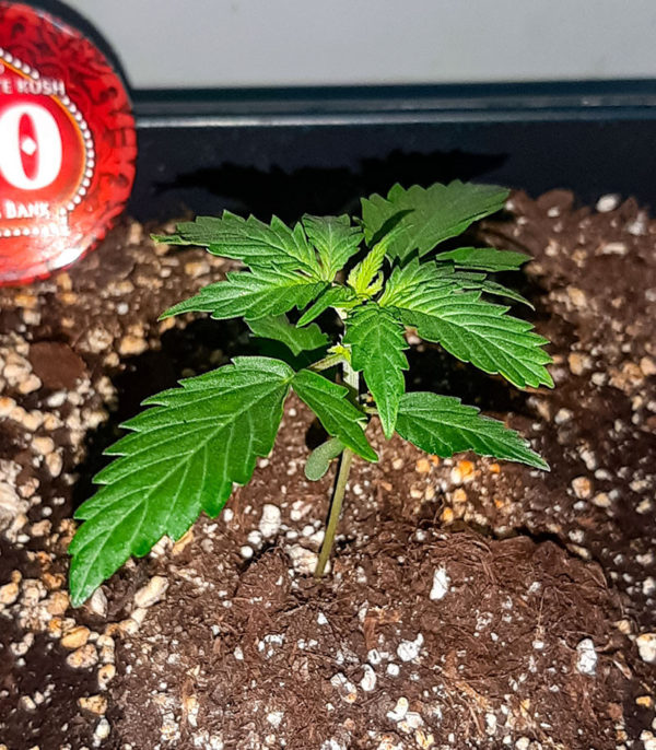 Семена сорта Auto Chocolate Kush fem (00 Seeds) — изображение 2