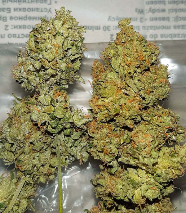 Семена сорта Auto Chocolate Kush fem (00 Seeds) — изображение 4