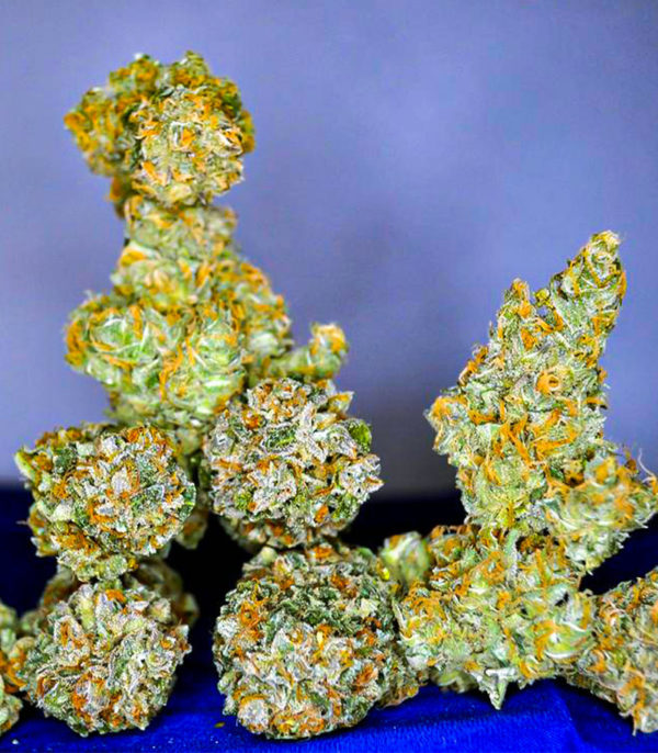 Семена сорта Blackberry Moonrocks fem (AlphaFem Seeds) — изображение 5